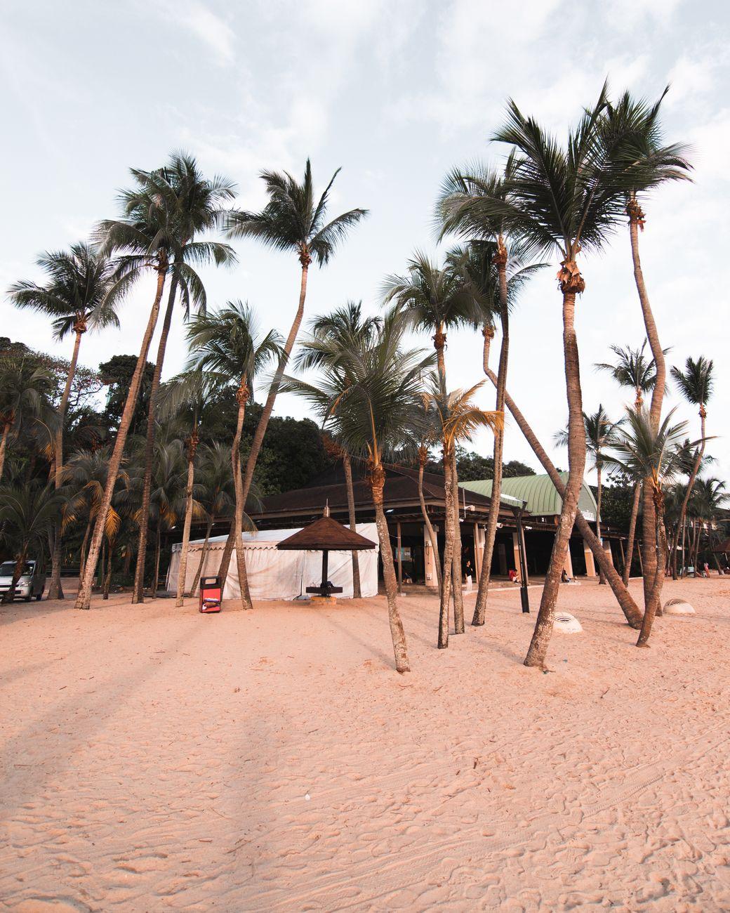 Coconut palms lining a quiet sandy beach at dusk