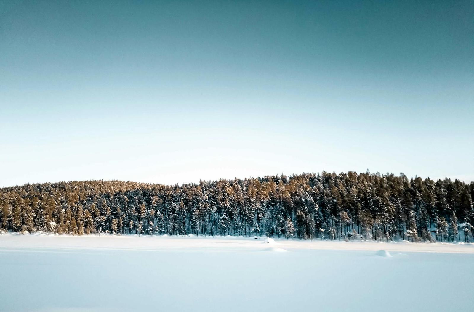 Snow-covered forest under a clear winter sky in Inari, Finland