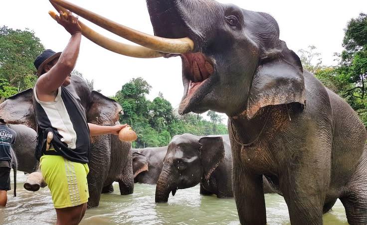 Ethical elephant-sanctuary CSR
