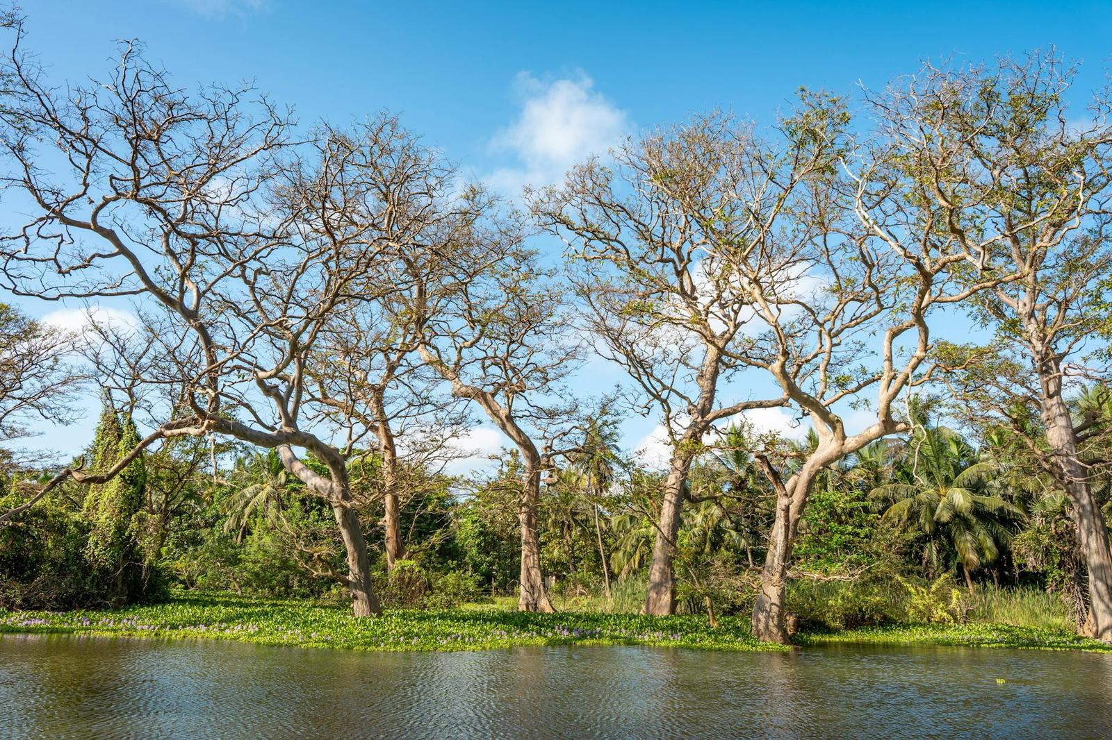 Madhu River Safari, Sri Lanka