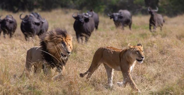Big Five safari finale