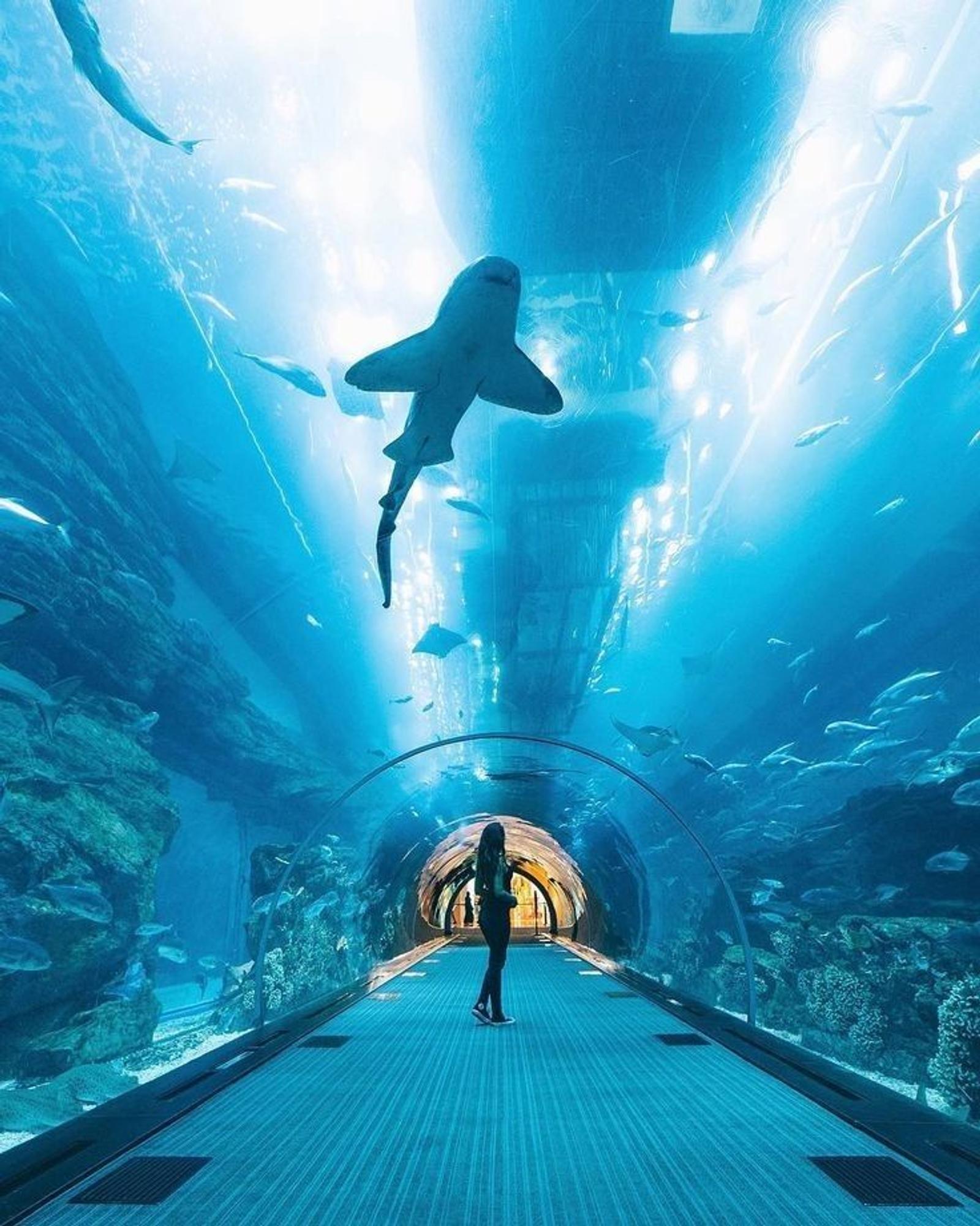 Burj Khalifa & Aquarium
