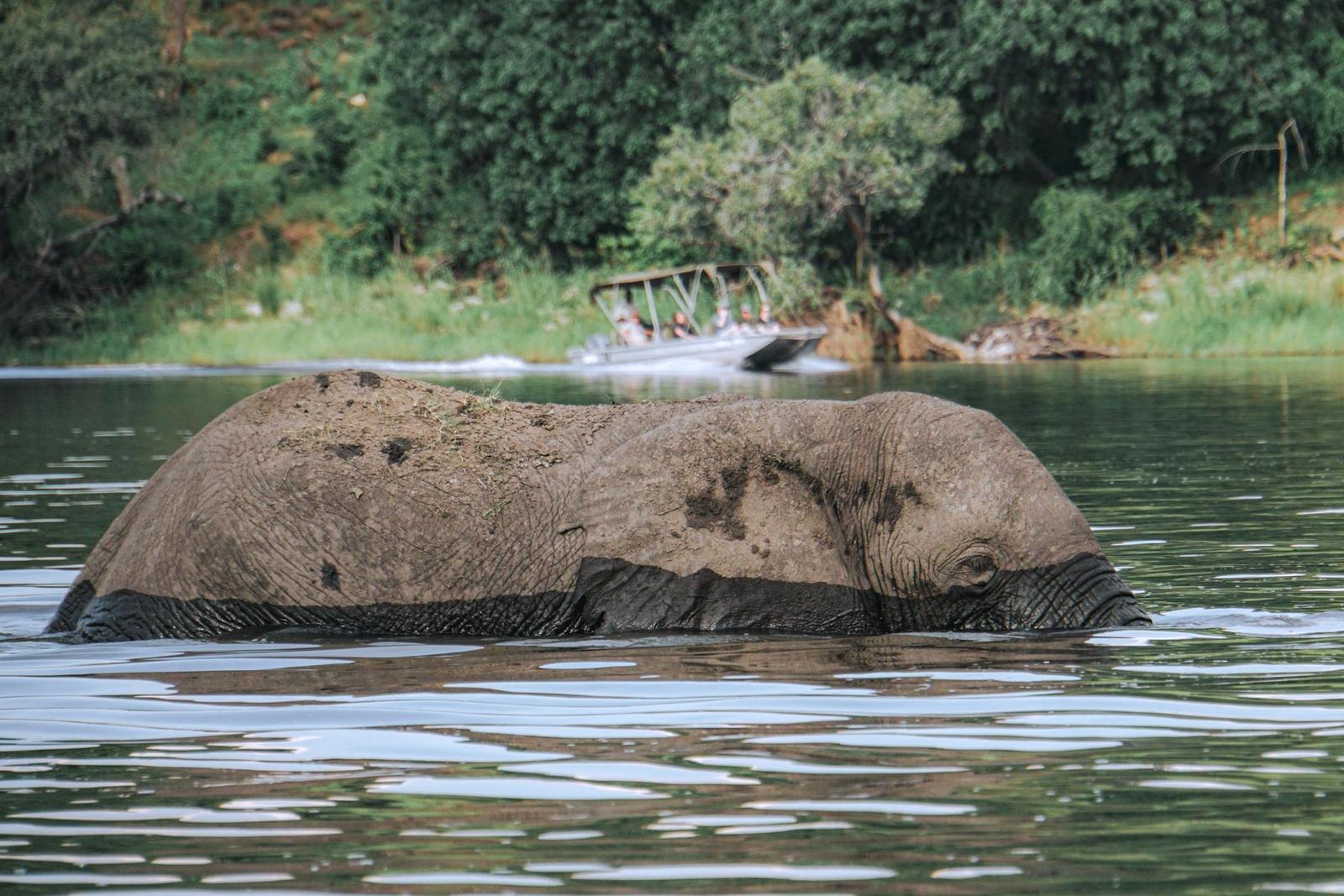 Victoria Falls Chobe National — Botswana