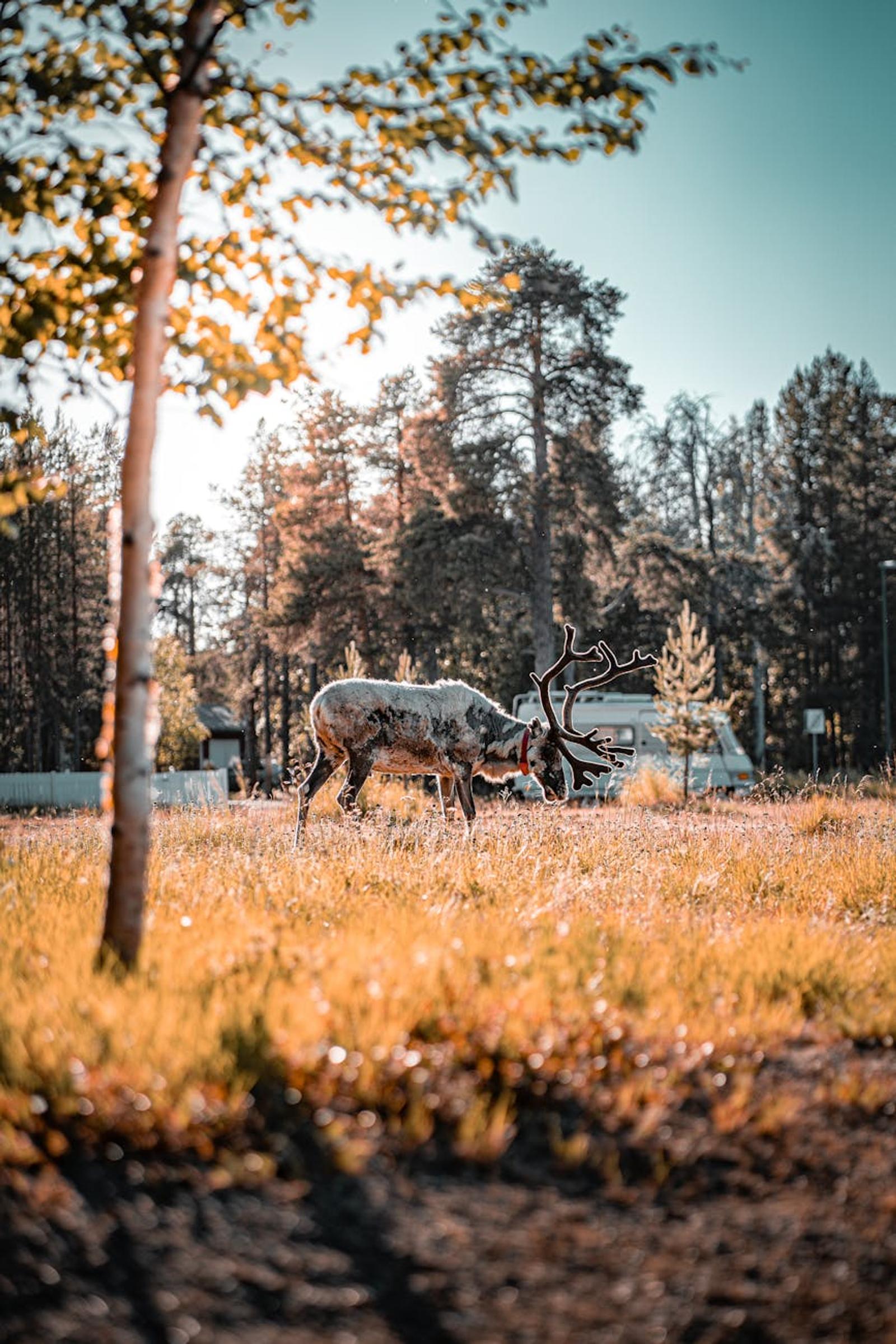 Rovaniemi Kakslautten Reindeer Safari — Norway