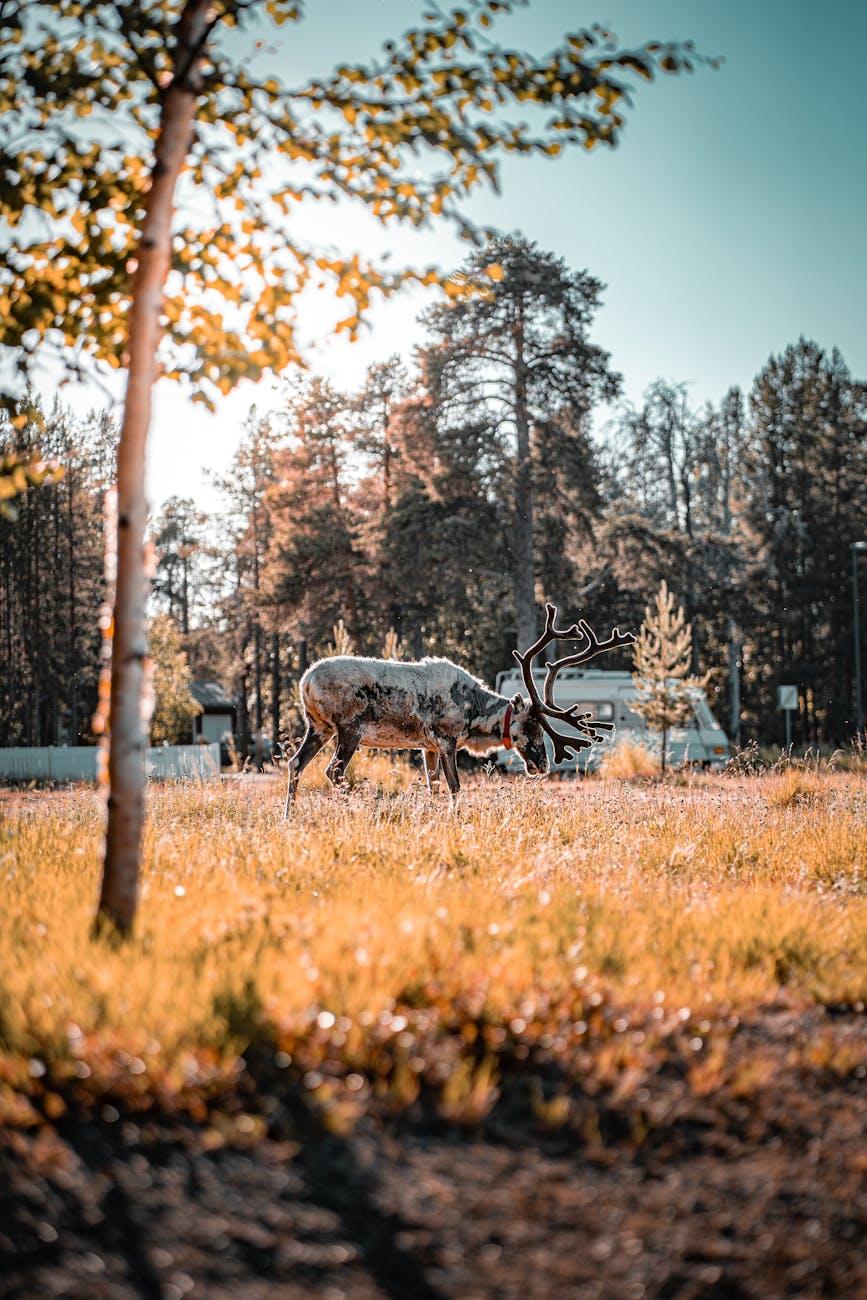 Rovaniemi Kakslautten Reindeer Safari — Norway