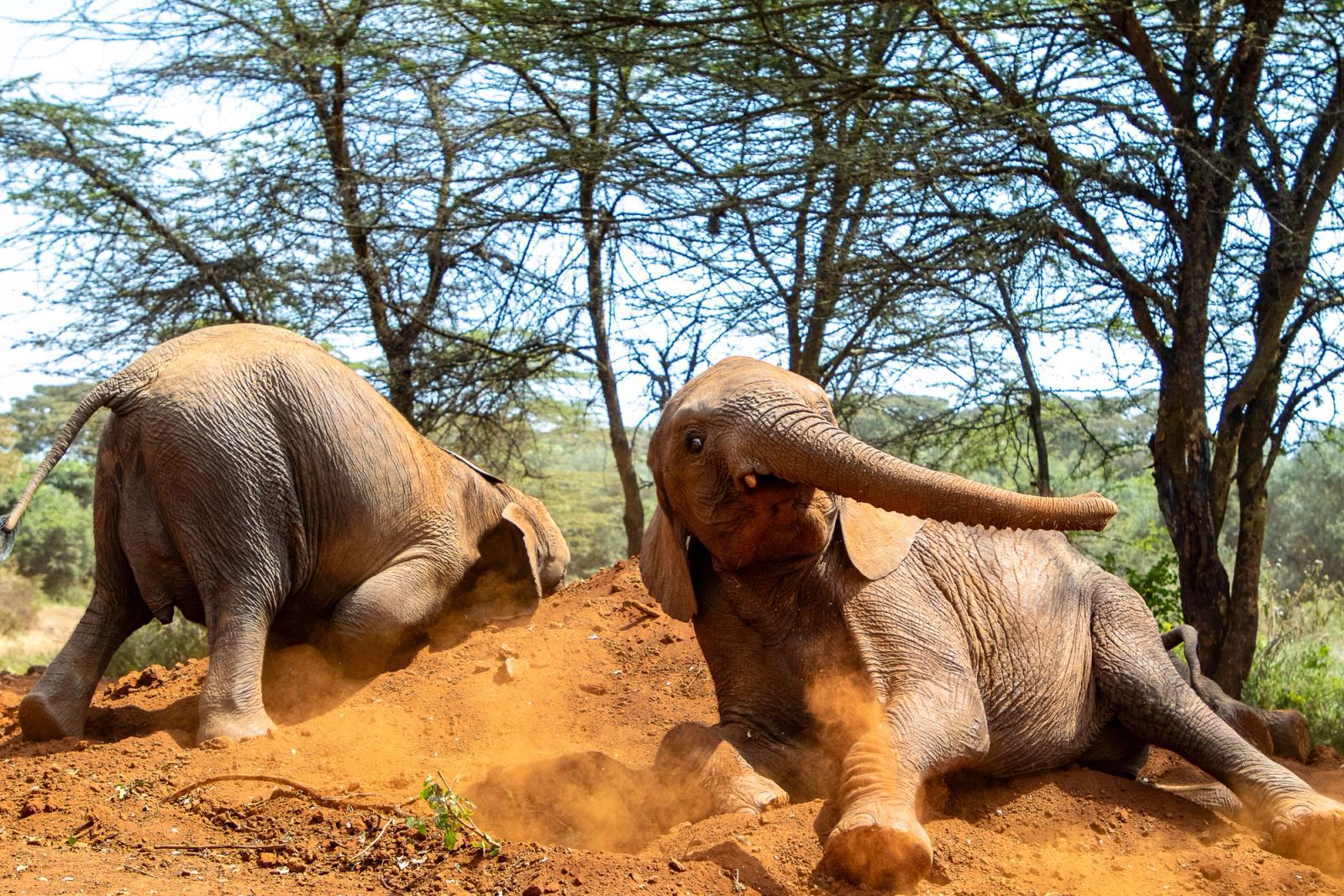 Adorable baby elephants playing in the dirt at Nairobi Safari Park, Kenya