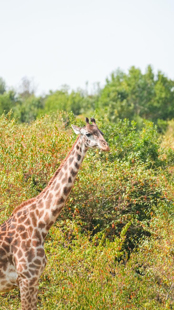 Lake Naivasha Masai Mara — Kenya