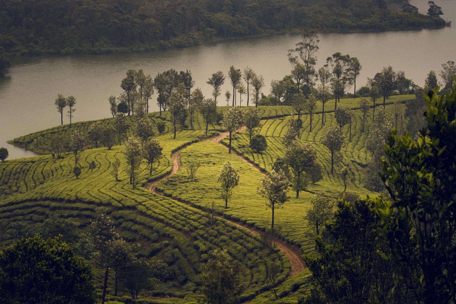 Explore the serene green tea plantations of Munnar, India, framed by enchanting natural beauty