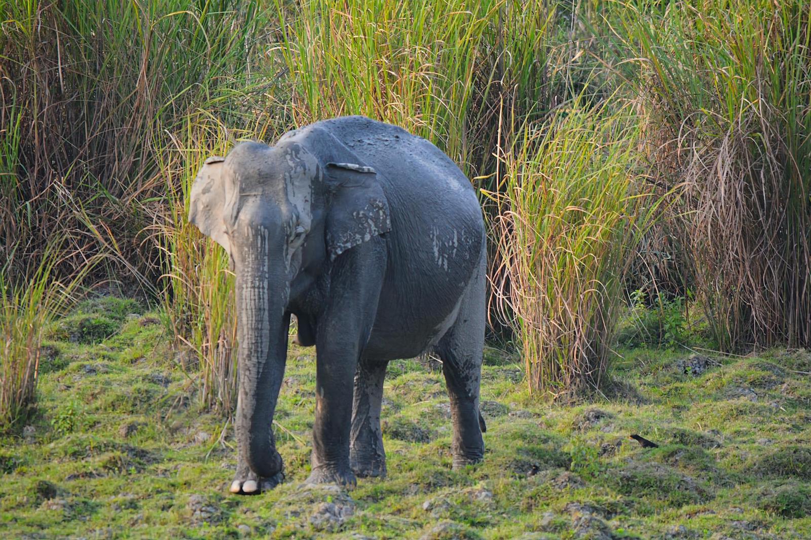 Kaziranga architecture at night