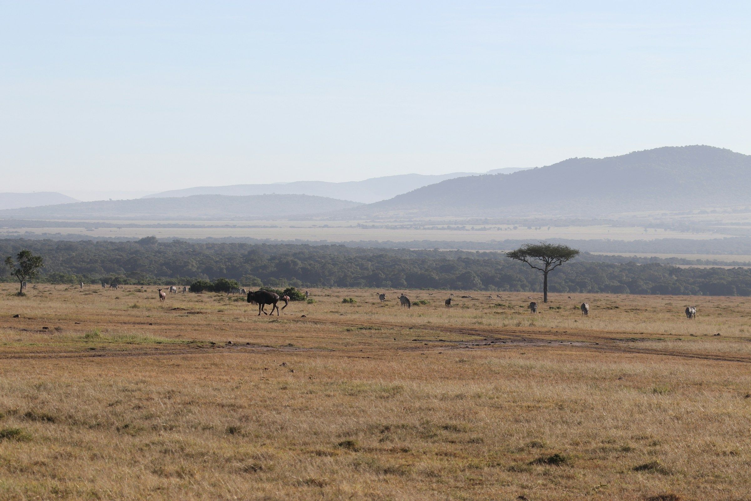 Stay in MASAI MARA