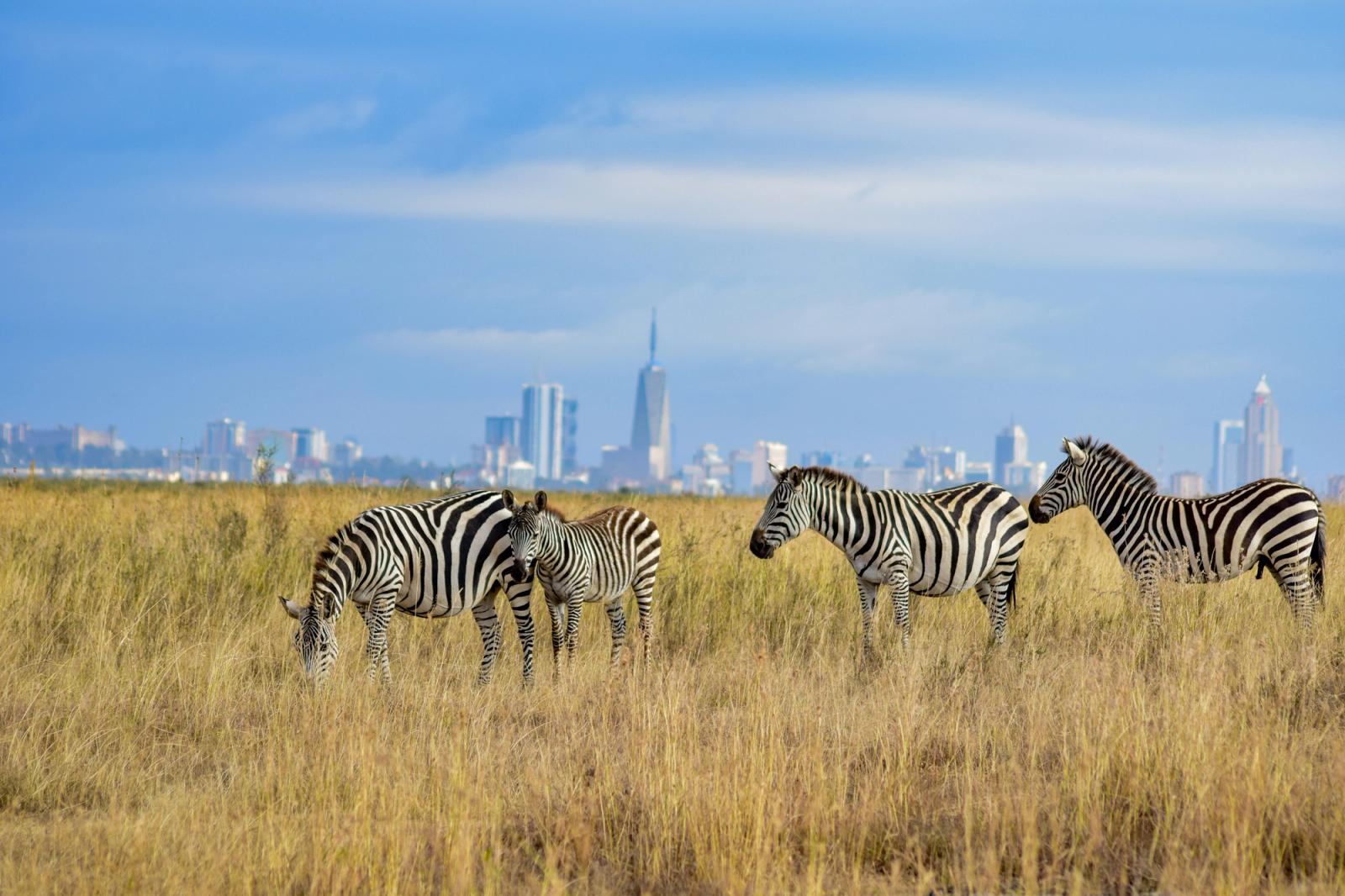 a herd of zebra standing on top of a dry grass field Nairobi National Park, Kenya