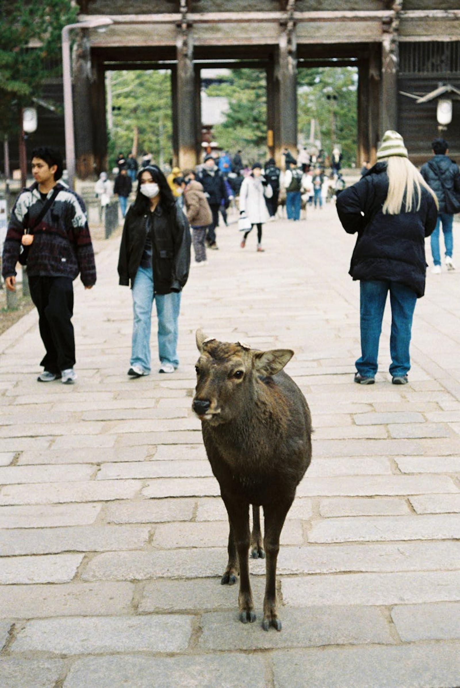 Deer standing on a paved temple approach as visitors walk past a wooden gate