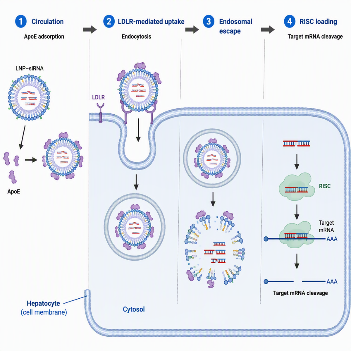 Final polished horizontal LNP–siRNA mechanism figure with a defined hepatocyte boundary and four numbered stages.
