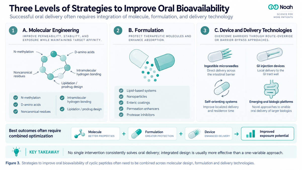 Noah infographic showing molecular engineering formulation and device strategies for cyclic peptide oral bioavailability