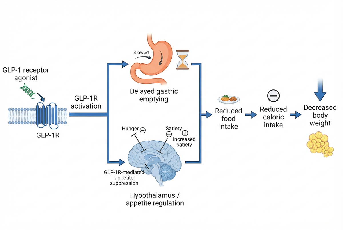 Noah AI generated GLP-1 receptor agonist weight loss mechanism diagram