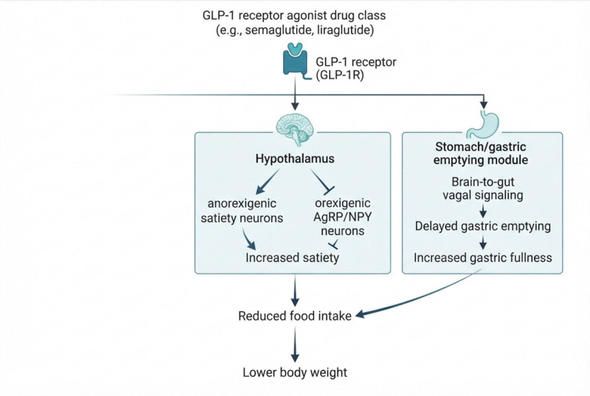 Noah AI generated GLP-1 receptor agonist mechanism diagram draft showing appetite and gastric-emptying pathways.