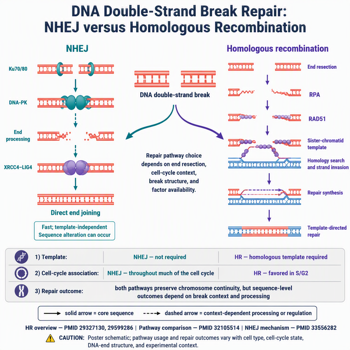 First Noah output of the DNA-repair comparison, a square 1024 x 1024 figure despite the request for a horizontal poster figure.