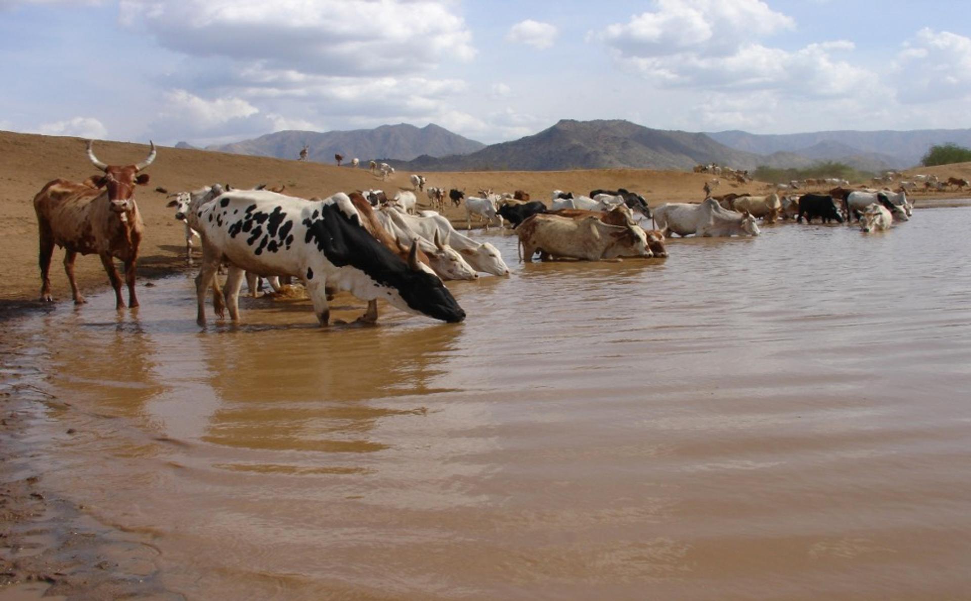 Cows gathering to drink from a lake