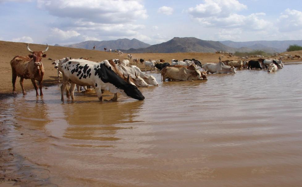Cows gathering to drink from a lake