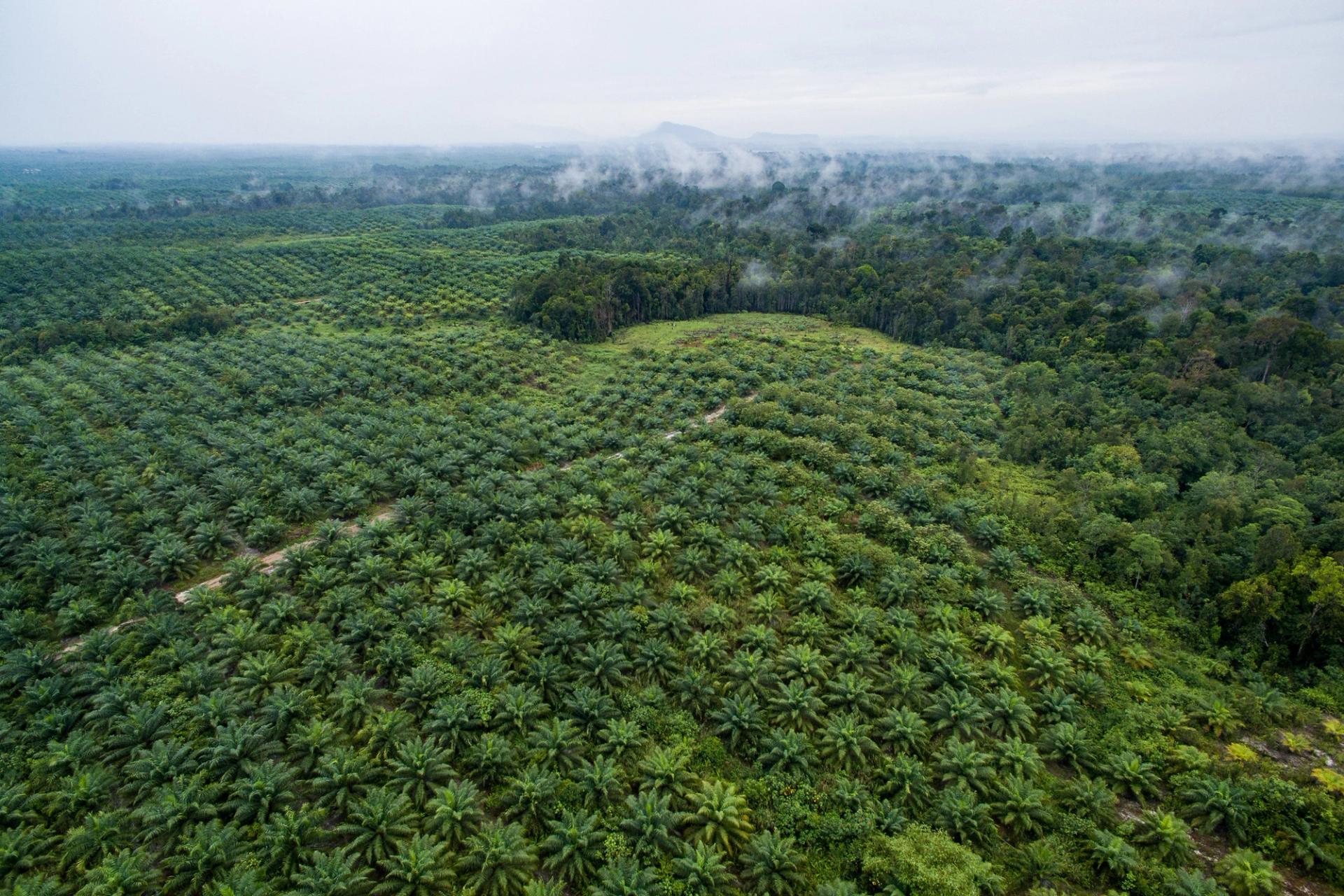 Aerial view of a palm oil plantation alongside the forest in Sentabai Village, West Kalimantan, Indonesia, 2017