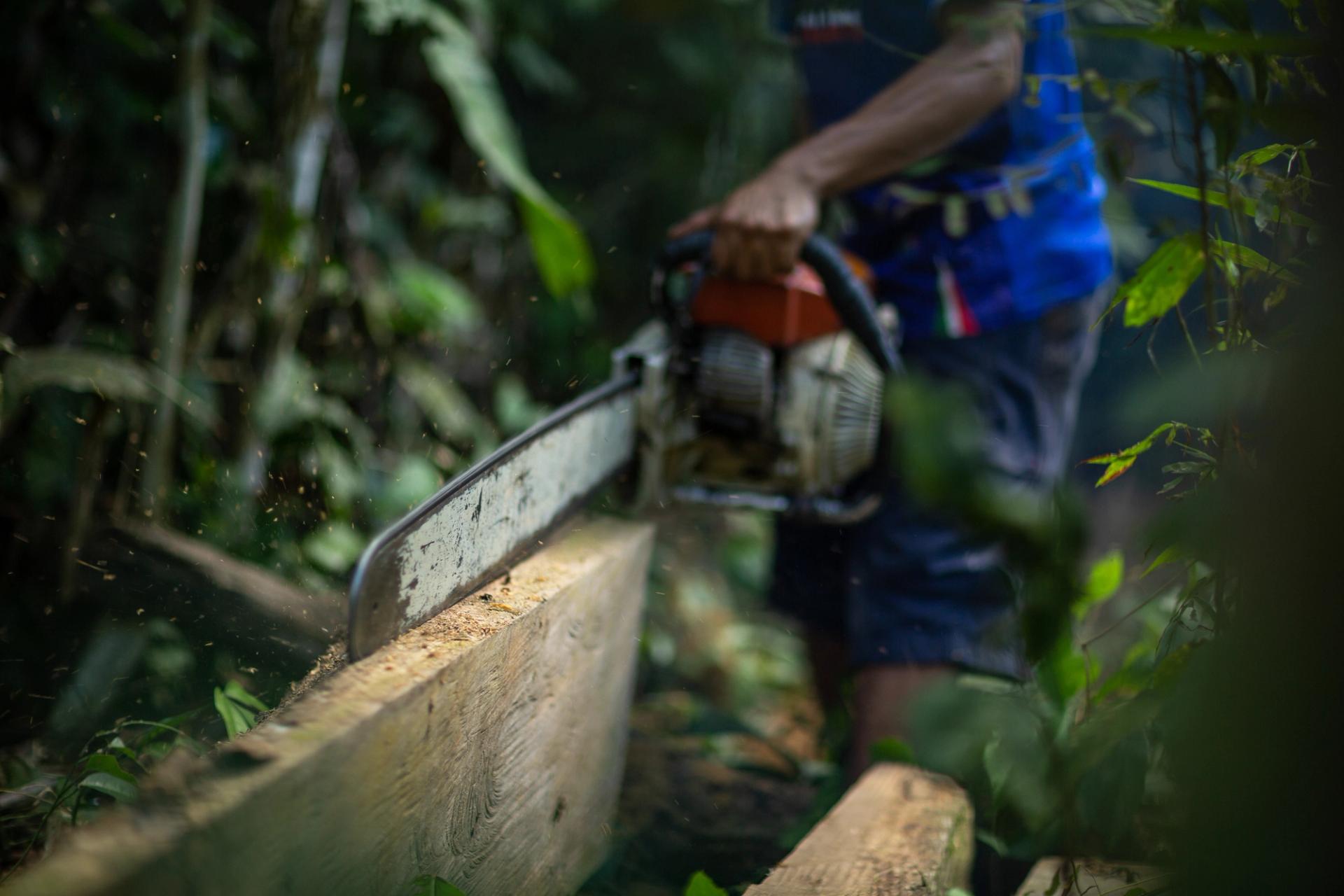 A person cutting wood with a chainsaw in a tropical forest