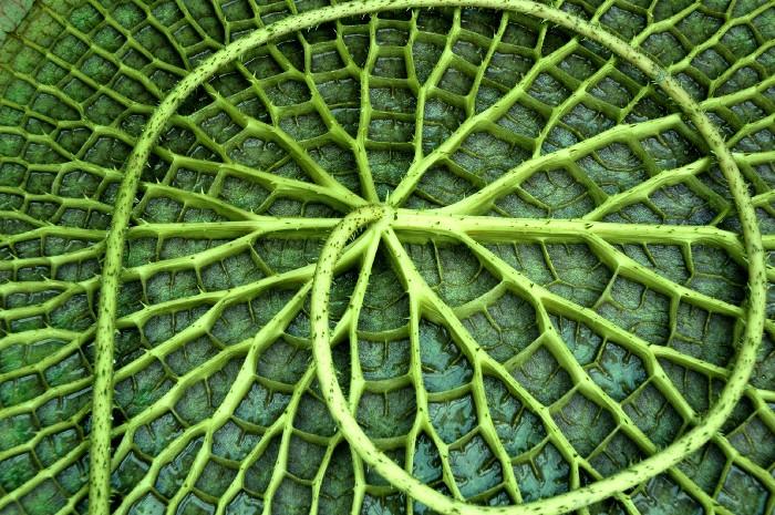 Picture of a leaf ramifications forming a spiral 