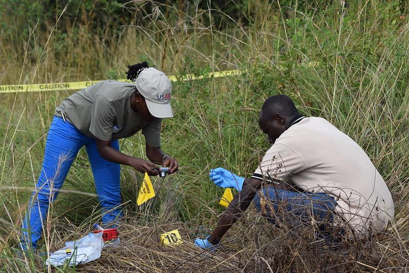 Photo of two wildlife crime investigators in Uganda taking photos of the ground, among long grasses.