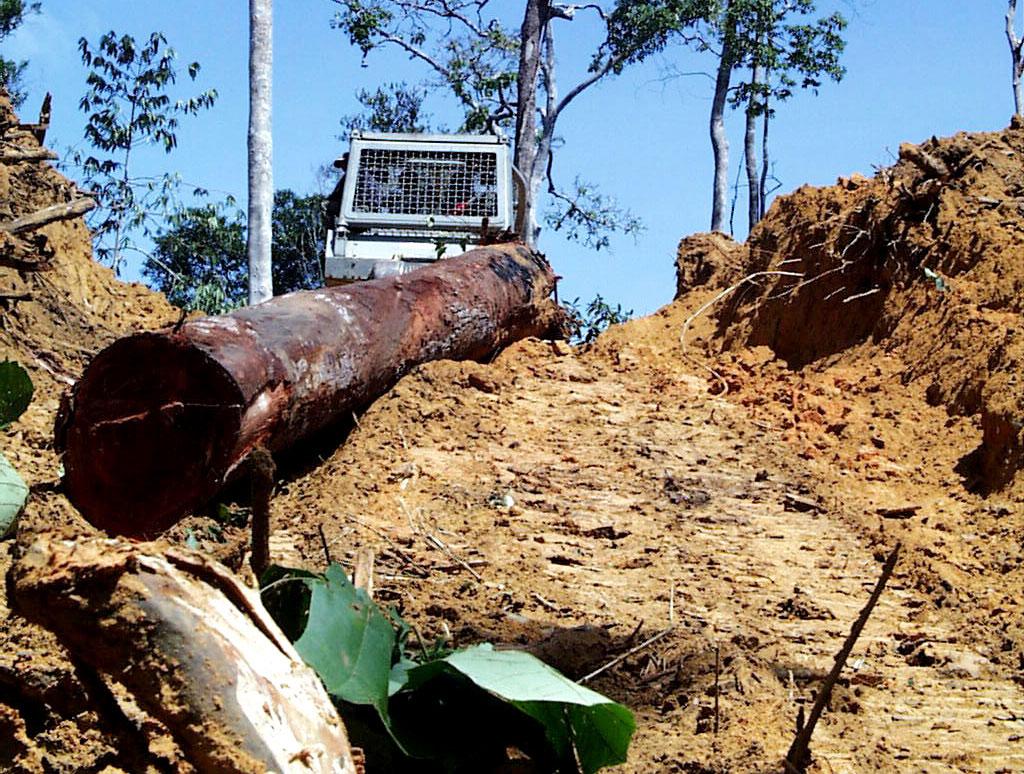 Tackling forestry corruption in Indonesia