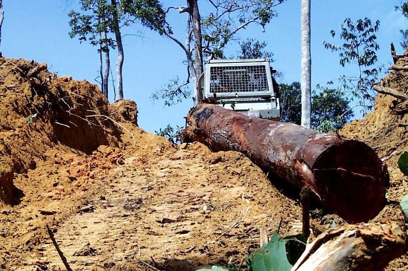 Forestry machinery and logging in a forest