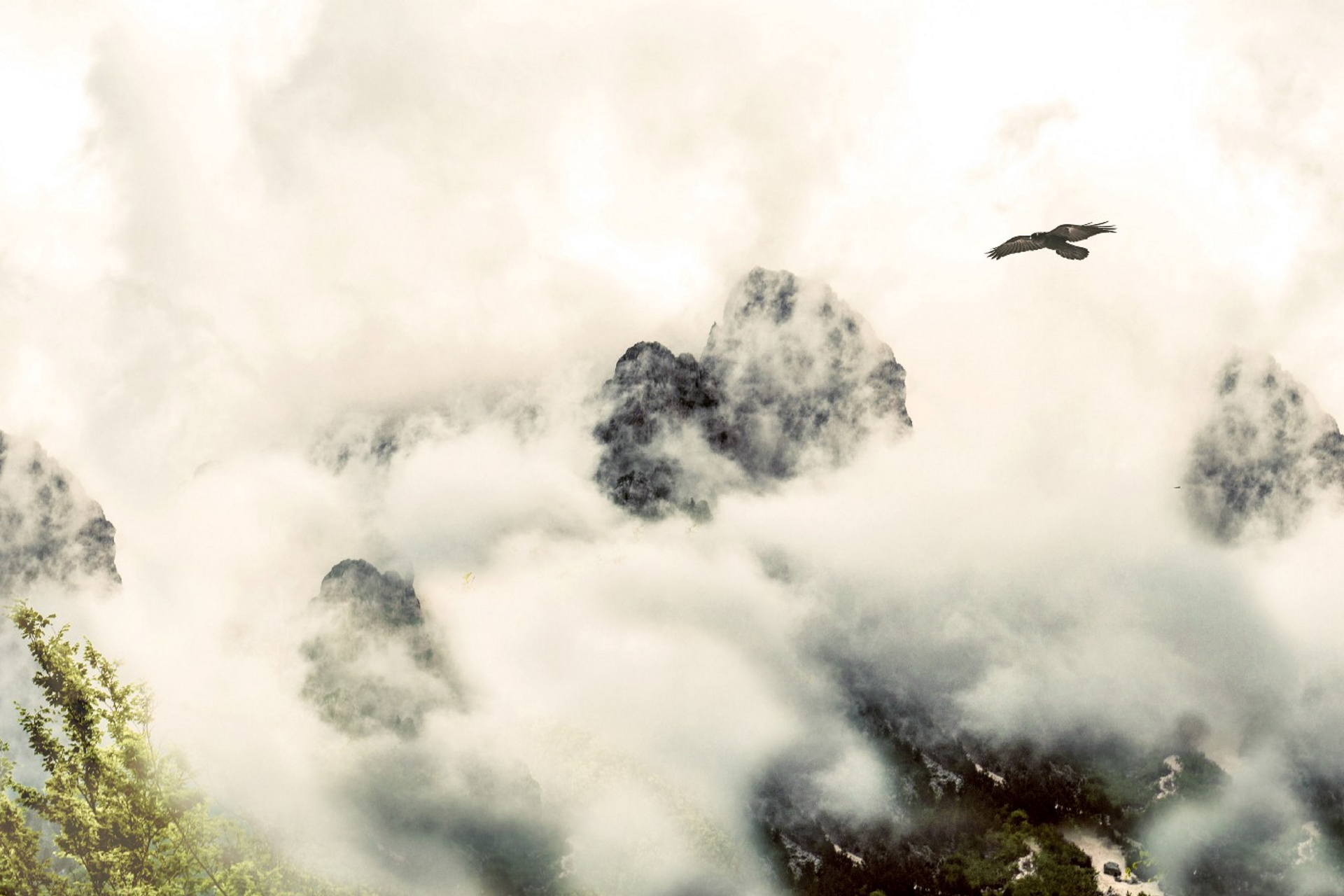 Eagle flying over cloudy mountain in Albania