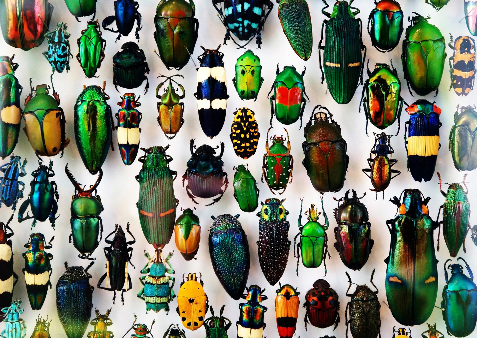 Collection of many different and colourful beetles