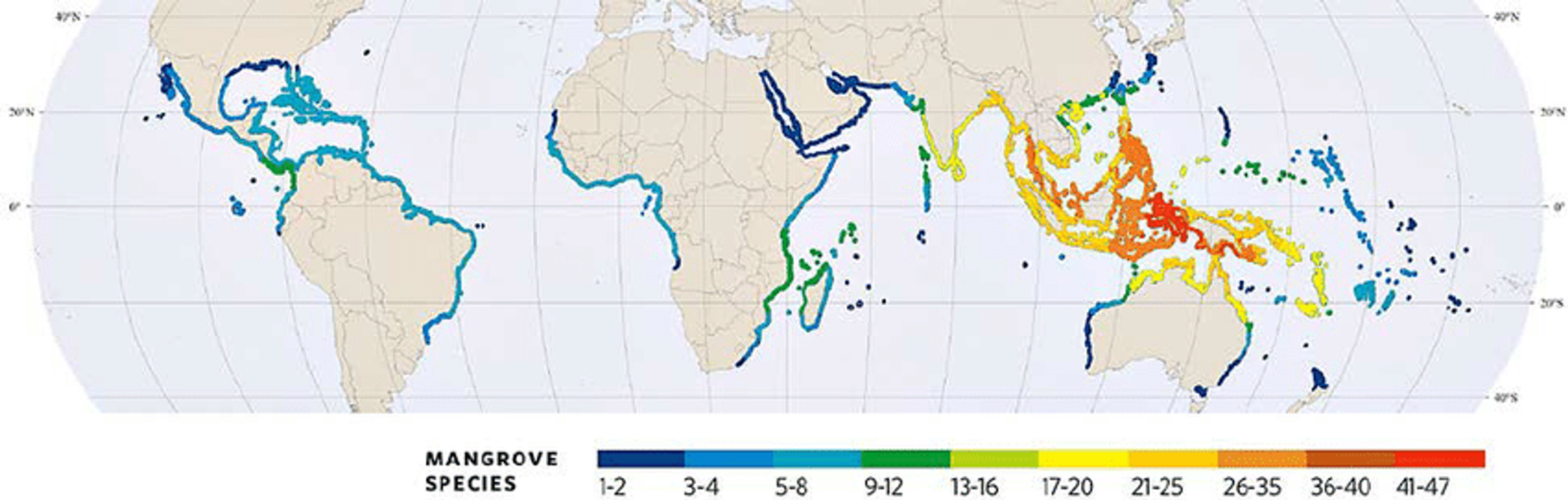 World map showing where mangroves grow and how many species are found in each area. The most mangrove species are found in Southeast Asia, especially around Indonesia, Malaysia, and Papua New Guinea.