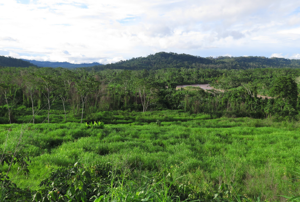 Community forestry and reducing corruption: Perspectives from the Peruvian Amazon