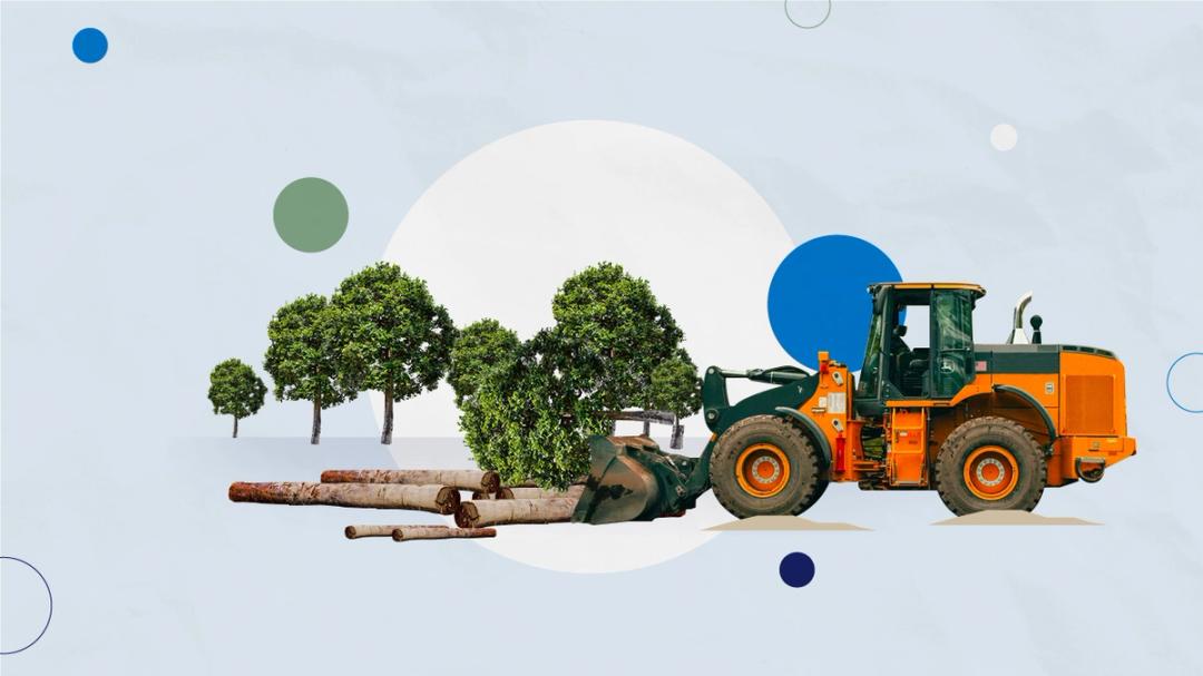 Corruption in the forestry sector: an overview
