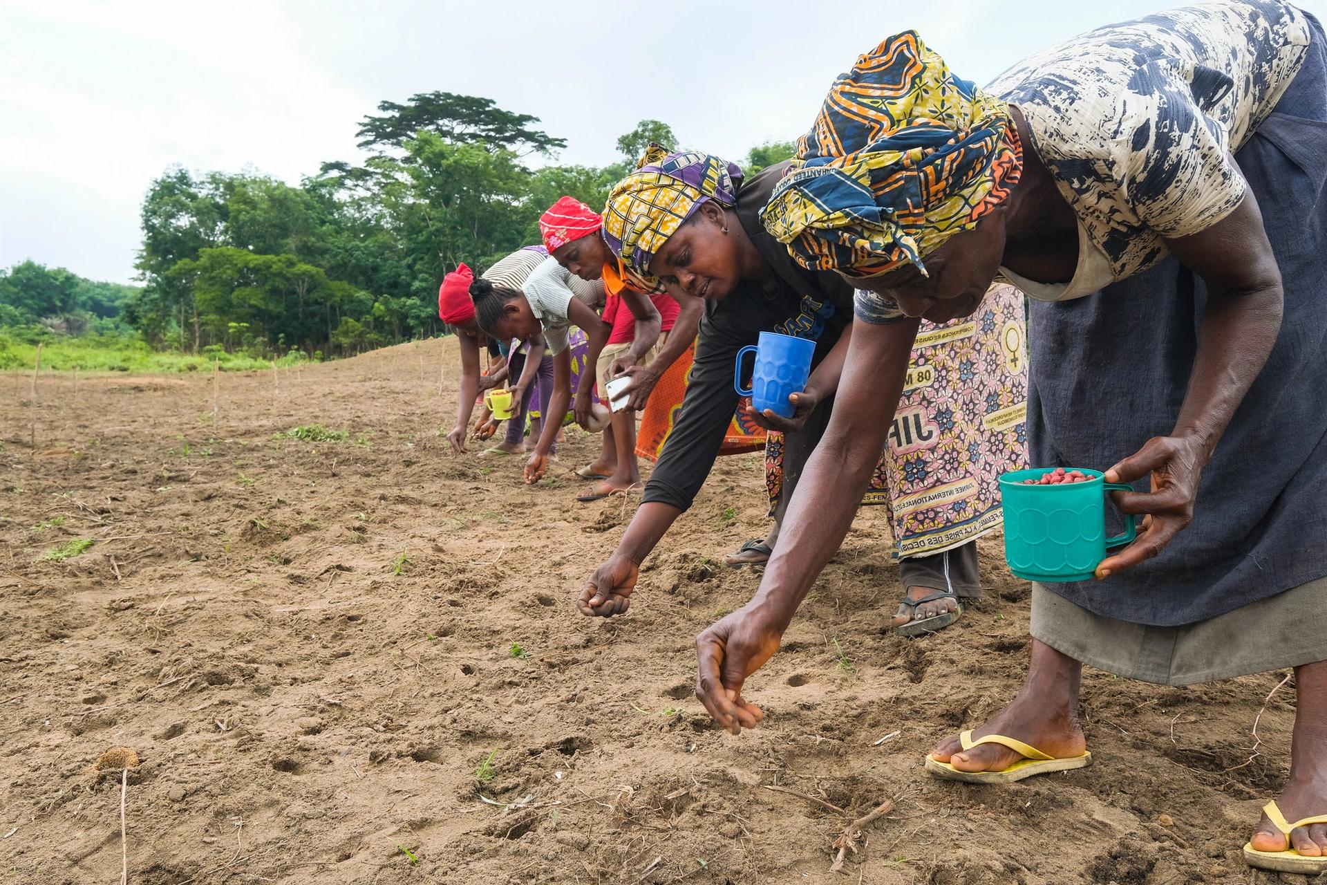 Women planting peanuts