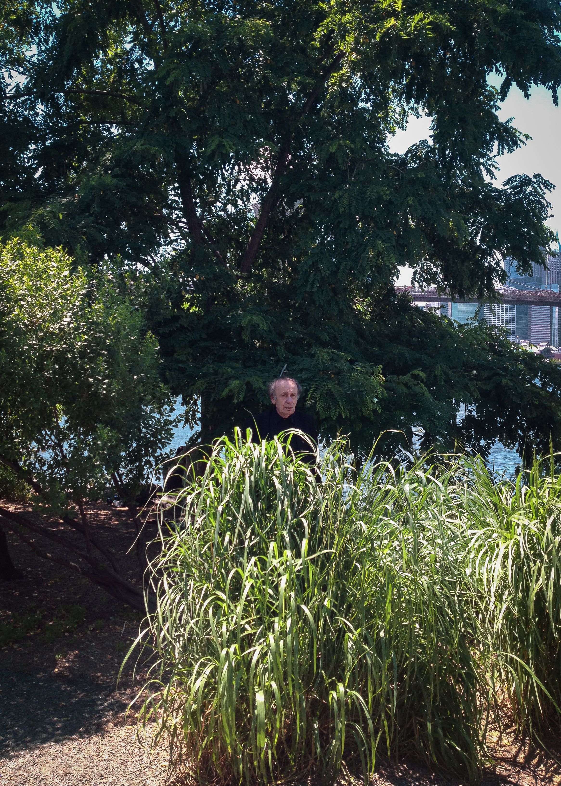 A person stands beneath a towering, densely foliated tree in a sunlit natural setting, surrounded by tall grasses, with a calm waterway and distant urban structures faintly visible through the greenery.