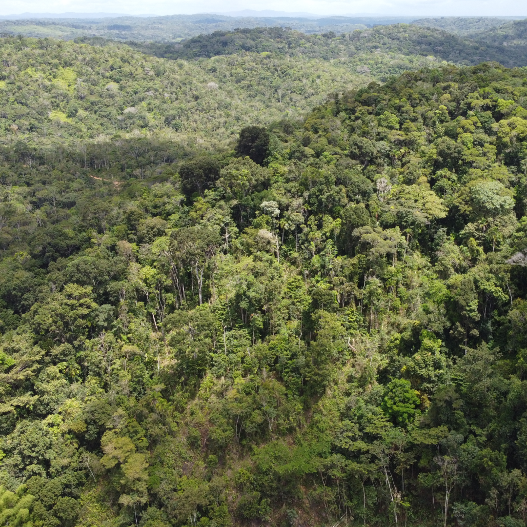 Maria Alice Pereira da Silva