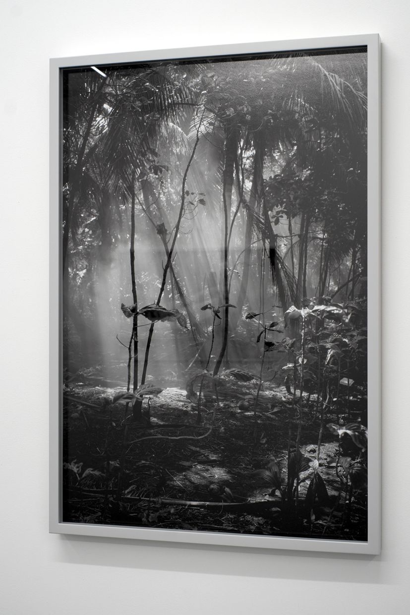 Untitled (Jungle) 2009