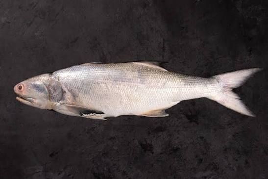 Indian Salmon