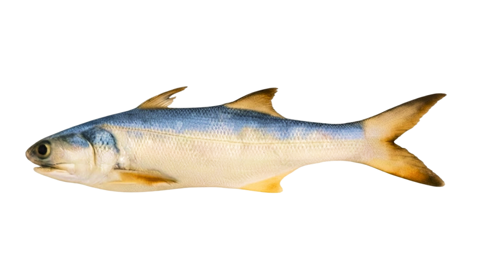 Indian Salmon