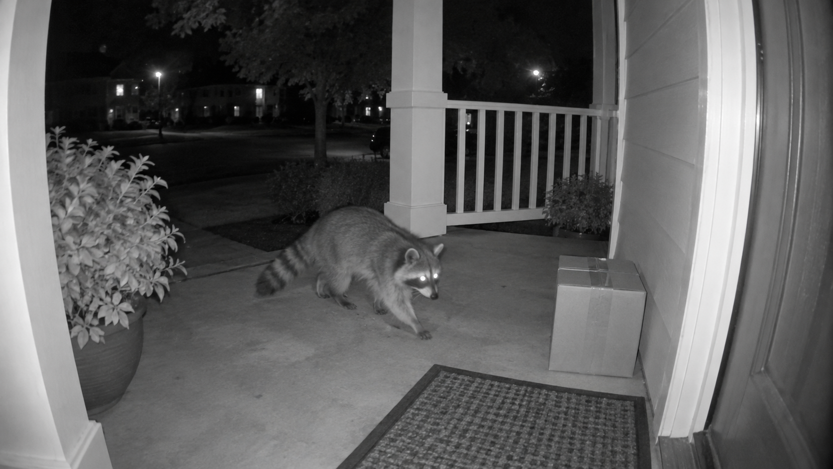Night-vision doorbell camera view of a raccoon crossing a front porch