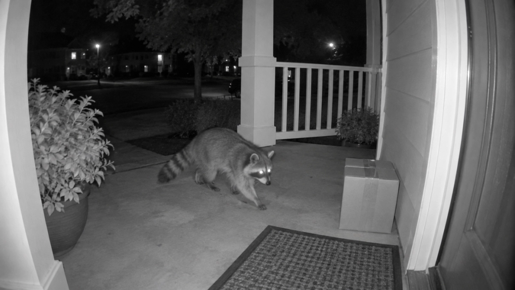 Night-vision doorbell camera view of a raccoon crossing a front porch
