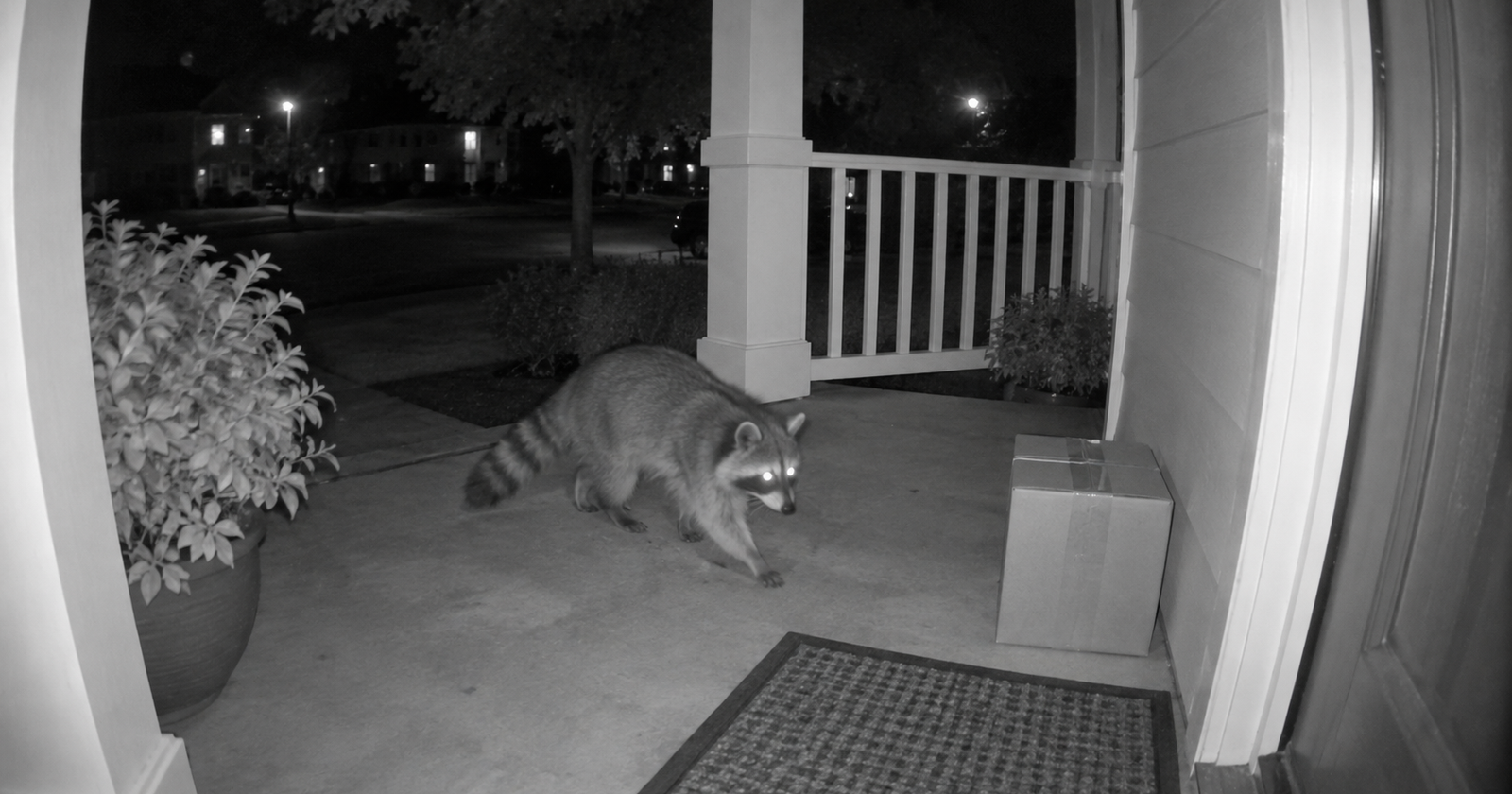 Night-vision doorbell camera view of a raccoon crossing a front porch