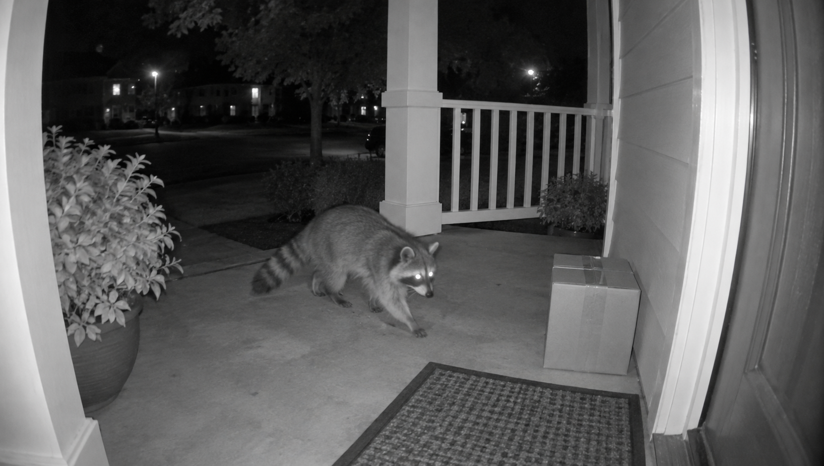 Night-vision doorbell camera view of a raccoon crossing a front porch