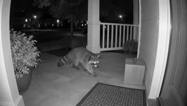 Night-vision doorbell camera view of a raccoon crossing a front porch