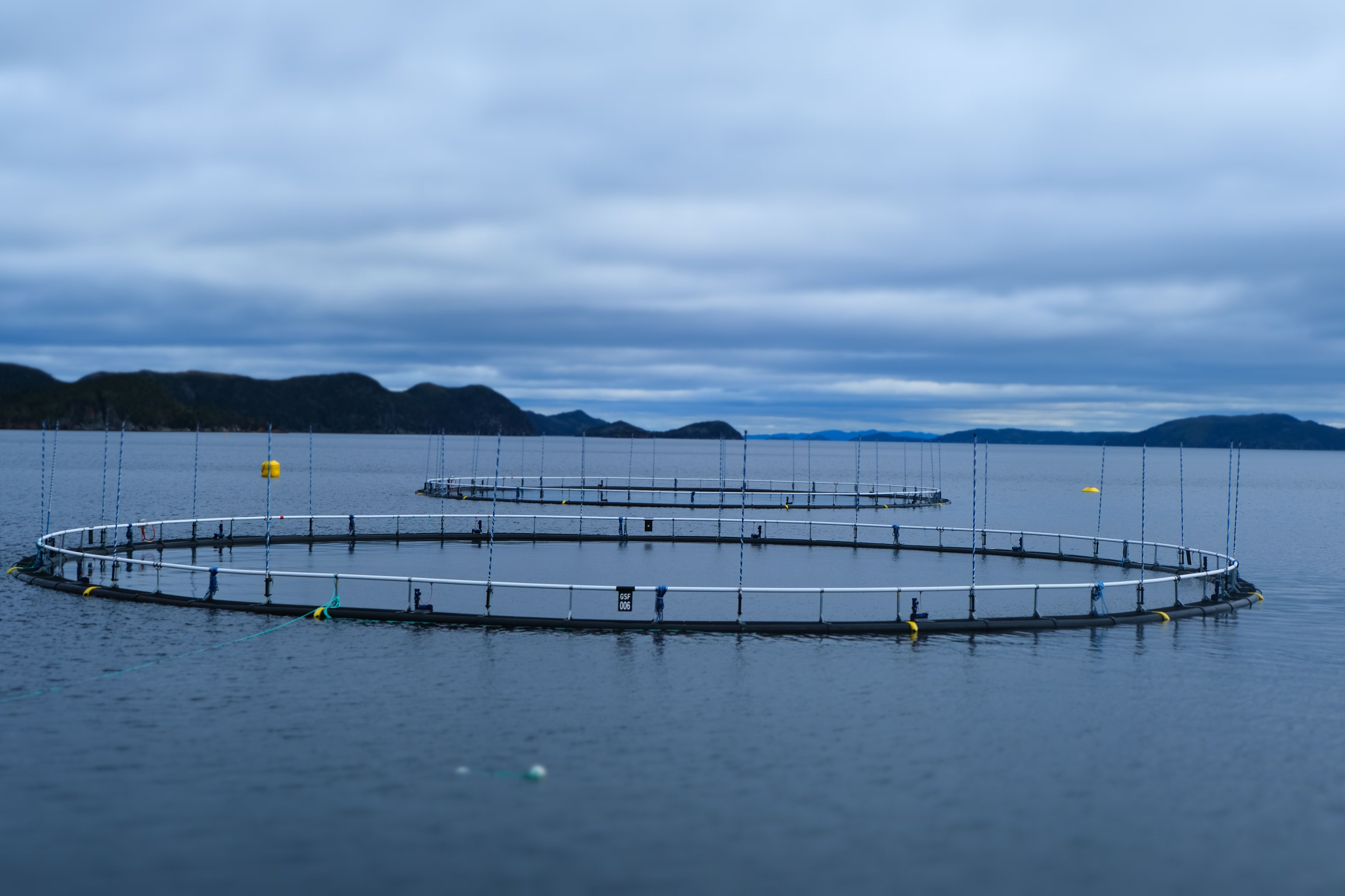 Organizational changes in Grieg Seafood Newfoundland