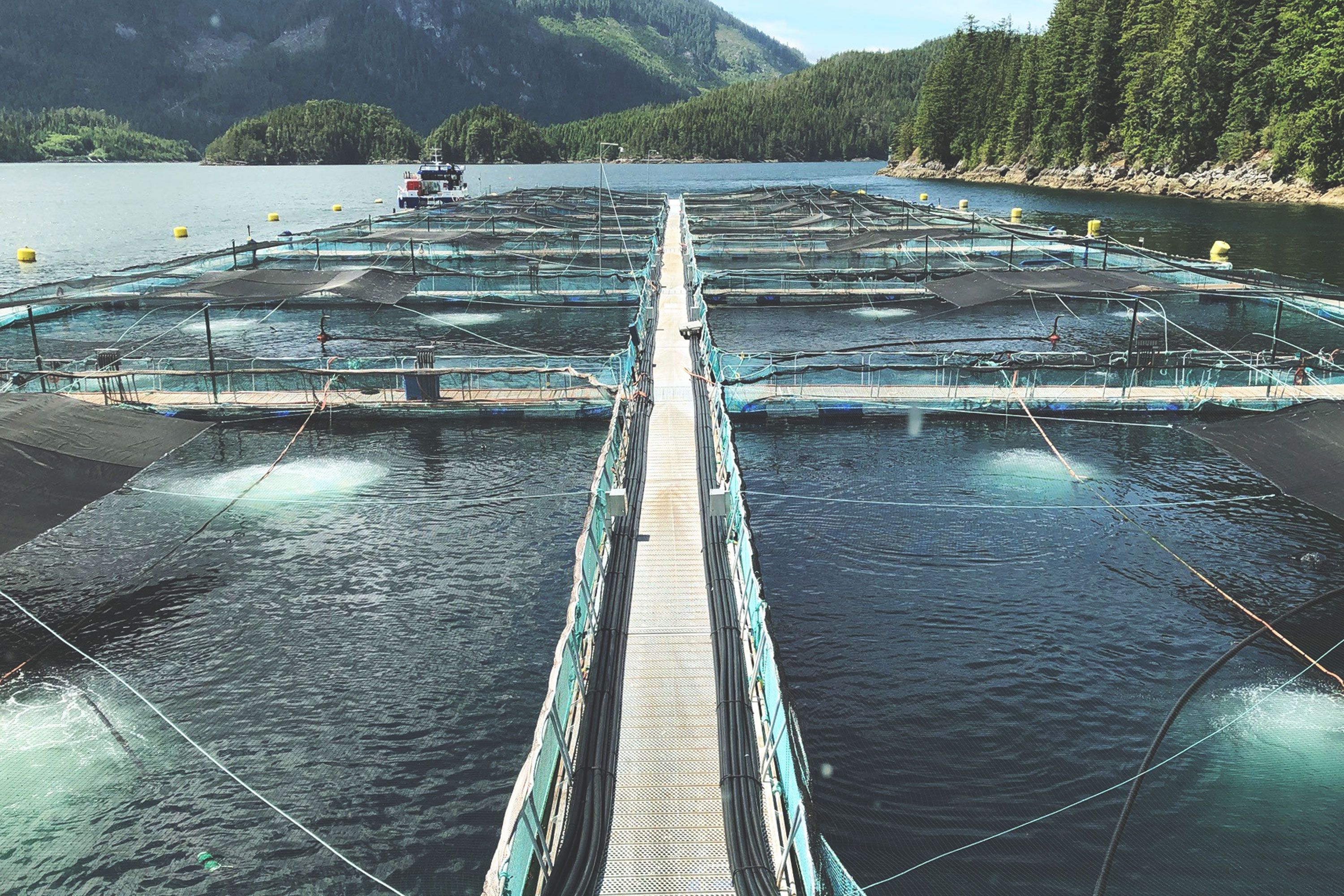 The Global Salmon Initiative re-launches with new climate ambitions