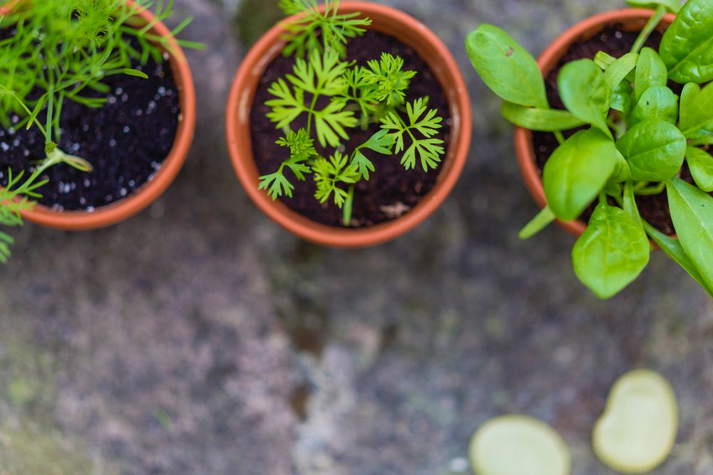 three pot plans with green herbs 