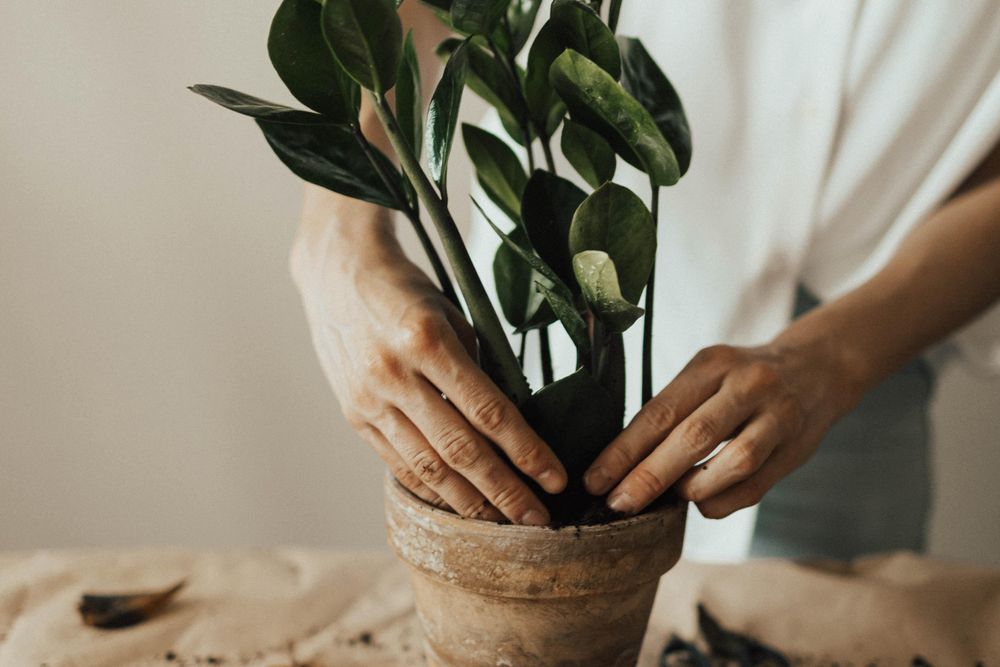 Person planting plant into pot