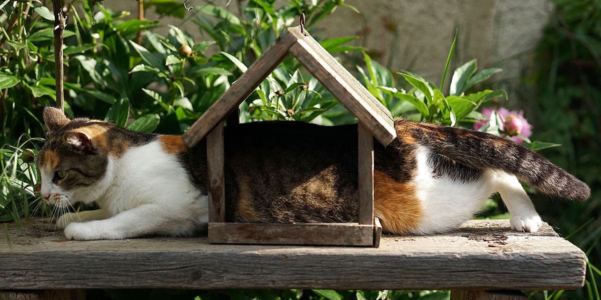 Cat playfully basking in the sun, but semi enclosed in a bird house. There is no bird.
